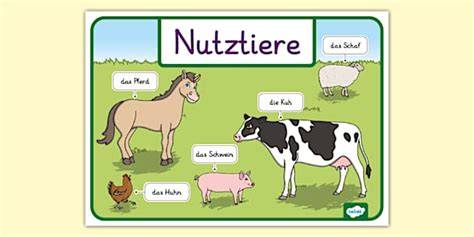 Nachhaltiger Futtermittel-Kreislauf: Schokoreste für Nutztiere