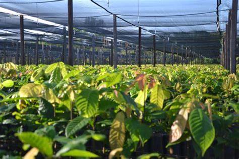 Nachhaltiger Kakaoanbau auf der Ritter Sport Plantage in Nicaragua