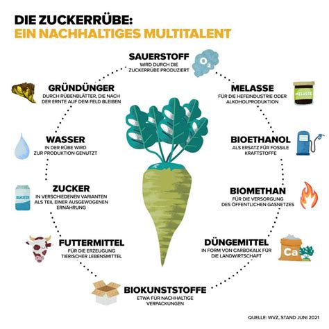 Nachhaltiger Kreislauf: Von der Zuckerrübe zu Lebensmitteln, Futtermitteln und Düngemitteln