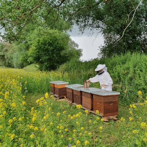 Nachhaltigkeit und Bienenprojekte bei Haeberlein-Metzger