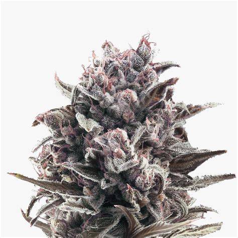 Nahaufnahme einer blühenden Gelato Auto Pflanze mit glitzernden Trichomen und violetten Farbtönen