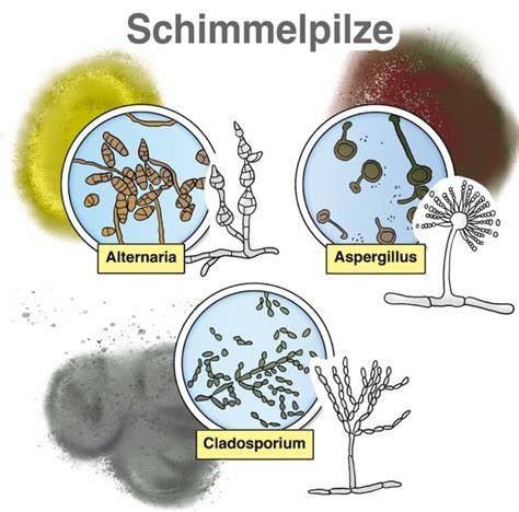 Nahaufnahme von Zuckerkristallen und Schimmel im Vergleich