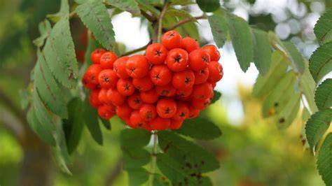 Naheraufnahme der Eberesche mit reifen Vogelbeeren