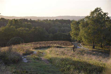Naturpark Aukrug mit Boxberg und Waldblick