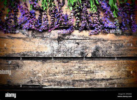 Nektarinen und Lavendel auf einem Holztisch