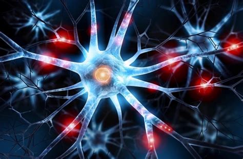 Neurobiologie: Dessertmagen im Gehirn