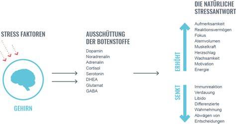 Neurobiologische Stressreaktionen bei Konflikten