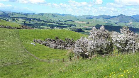 Neuseeland-Manuka-Landschaft und Südseemyrte