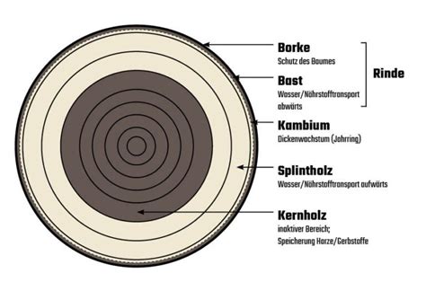 No-Bake-Keksboden Schrittfolge und Cheesecake-Querschnitt als schematische Grafik