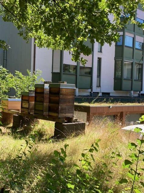 Obstgarten in den Seealpen mit Bienenkästen im Hintergrund