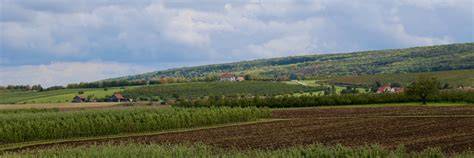 Obstplantagen in Thüringen bei Gierstädt und der Fahner Höhe