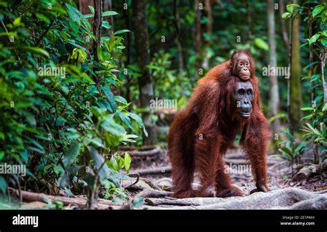 Orang-Utan im Regenwald (Palmöl-Thematik)