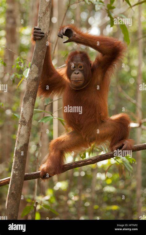 Orang-Utan im Regenwald - Bedrohte Arten durch Palmölplantagen