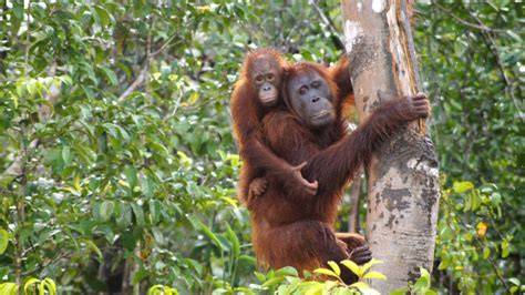 Orang-Utan im Regenwald - Symbol für Umweltschutz