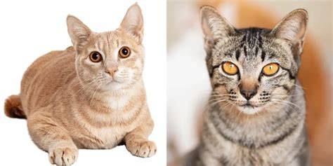 Orangefarbene Katze mit dem charakteristischen „M“ auf der Stirn