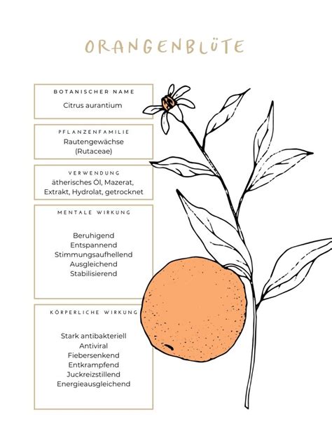 Orangenblüte am Bitterorangenbaum