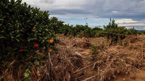 Orangenhain in der Region Valencia