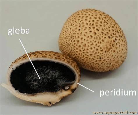 Péridium und Gléba: Schnittansicht einer schwarzen Trüffel