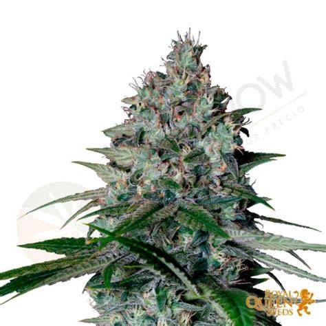Packshot Royal Queen Seeds Cookies Gelato und Etikettendetails