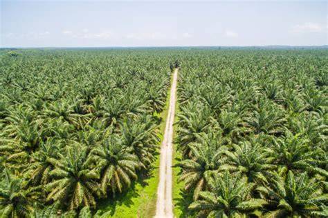 Palmöl Plantagen und Umweltfolgen