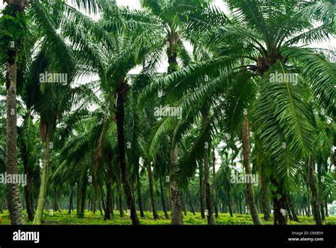Palmöl Produktionsanlage vs. Regenwald