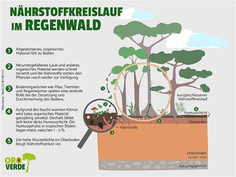 Palmöl-Nachhaltigkeit und Regenwaldschutz grafisch erklärt