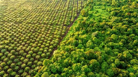 Palmölplantage und Regenwald