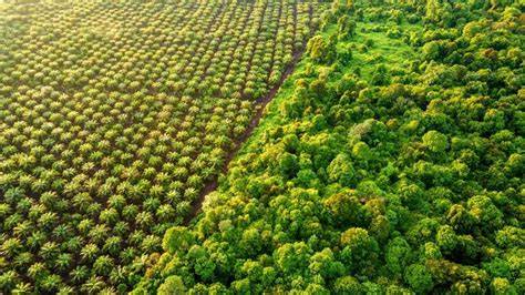 Palmölplantage und gerodeter Regenwald (Symbolbild für Nachhaltigkeitsproblematik)