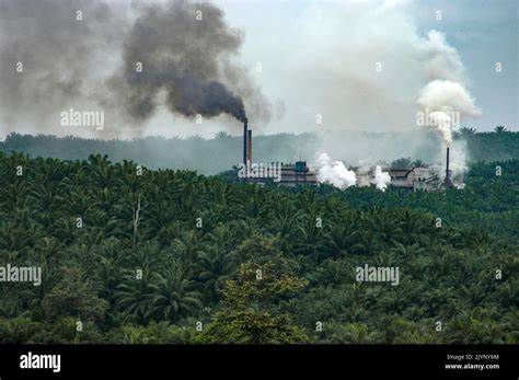 Palmölplantage versus Regenwaldinfografik