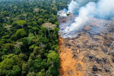 Palmölplantage vs Regenwald Zerstörung