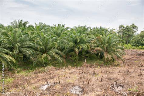 Palmölplantagen, Regenwaldzerstörung