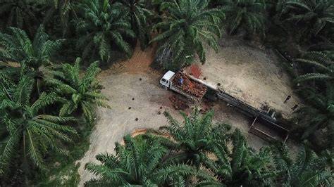 Palmölplantagen: Umweltfolgen