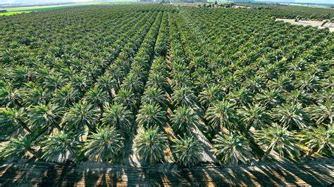 Palmölplantagen in Südostasien