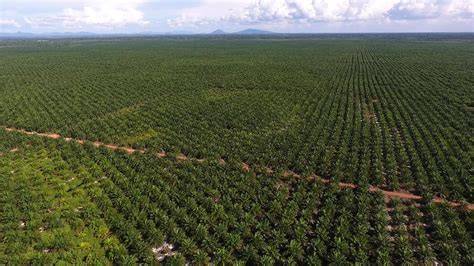 Palmölplantagen und Regenwaldrodung