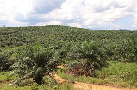 Palmölplantagen zerstören Regenwälder in Indonesien