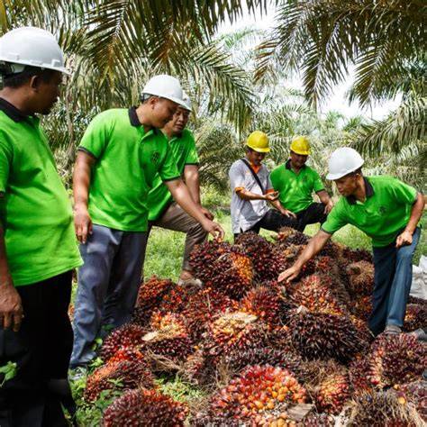 Palmölproduktion, Regenwaldrodung und soziale Auswirkungen