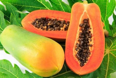 Papaya-Frucht und ihre Bestandteile (Frucht, Samen, Blätter) grafisch dargestellt