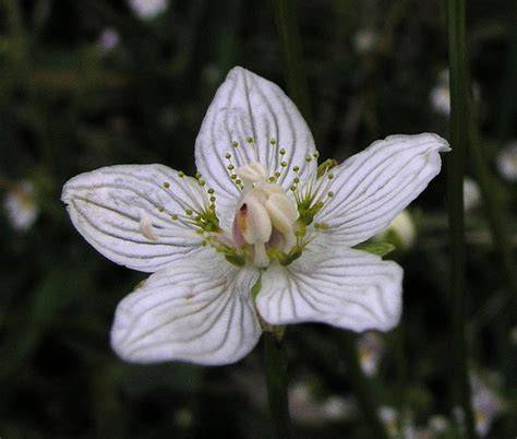 Parnassia palustris Blüte und herzförmige Blätter