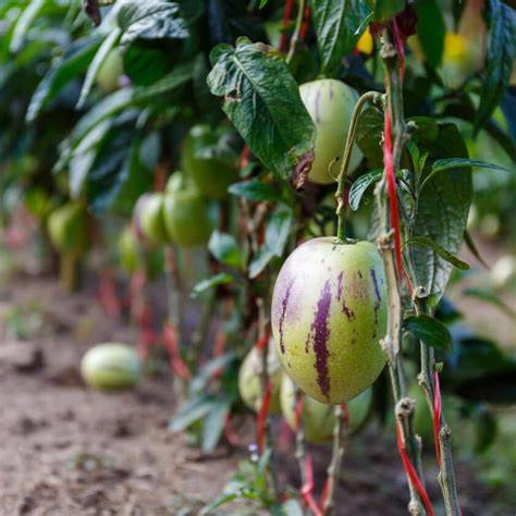 Pepino Frucht, Nahaufnahme