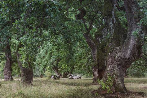Perigord-Landschaft mit Eichenwald und Trüffelsuche