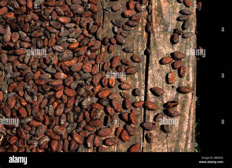 Peruanische Kakaobohnen auf einer Plantage