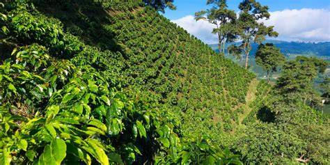 Peruanischer Hochlandkaffee und Paranüsse
