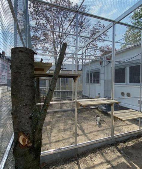 Pet-Center: Katzenräume und Außengehege