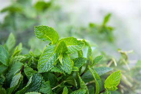 Pfefferminze auf dem Balkon oder im Garten