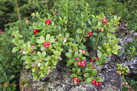 Pflücken von Preiselbeeren im Gebirge