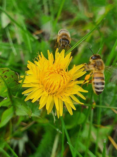 Pflanzenvielfalt für Bienen: Weiden, Linden, Klee