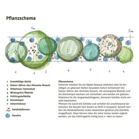Pflanzschema und Flächenbedarf für Trüffelbäume