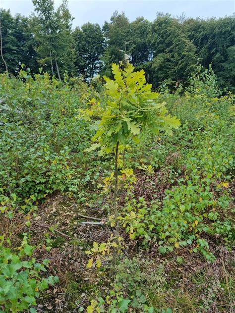 Pflanzung von beimpften Haselnusssträuchern, Eichen oder Linden