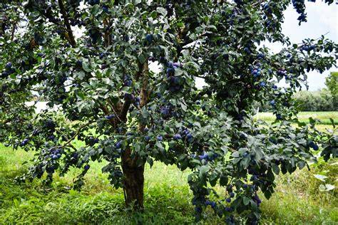 Pflaumenbaum im Garten, Ernte