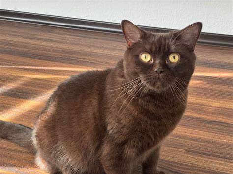 Pflege Britisch Kurzhaar Schoko Kitten